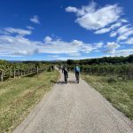 Ciclismo fácil a través de los viñedos