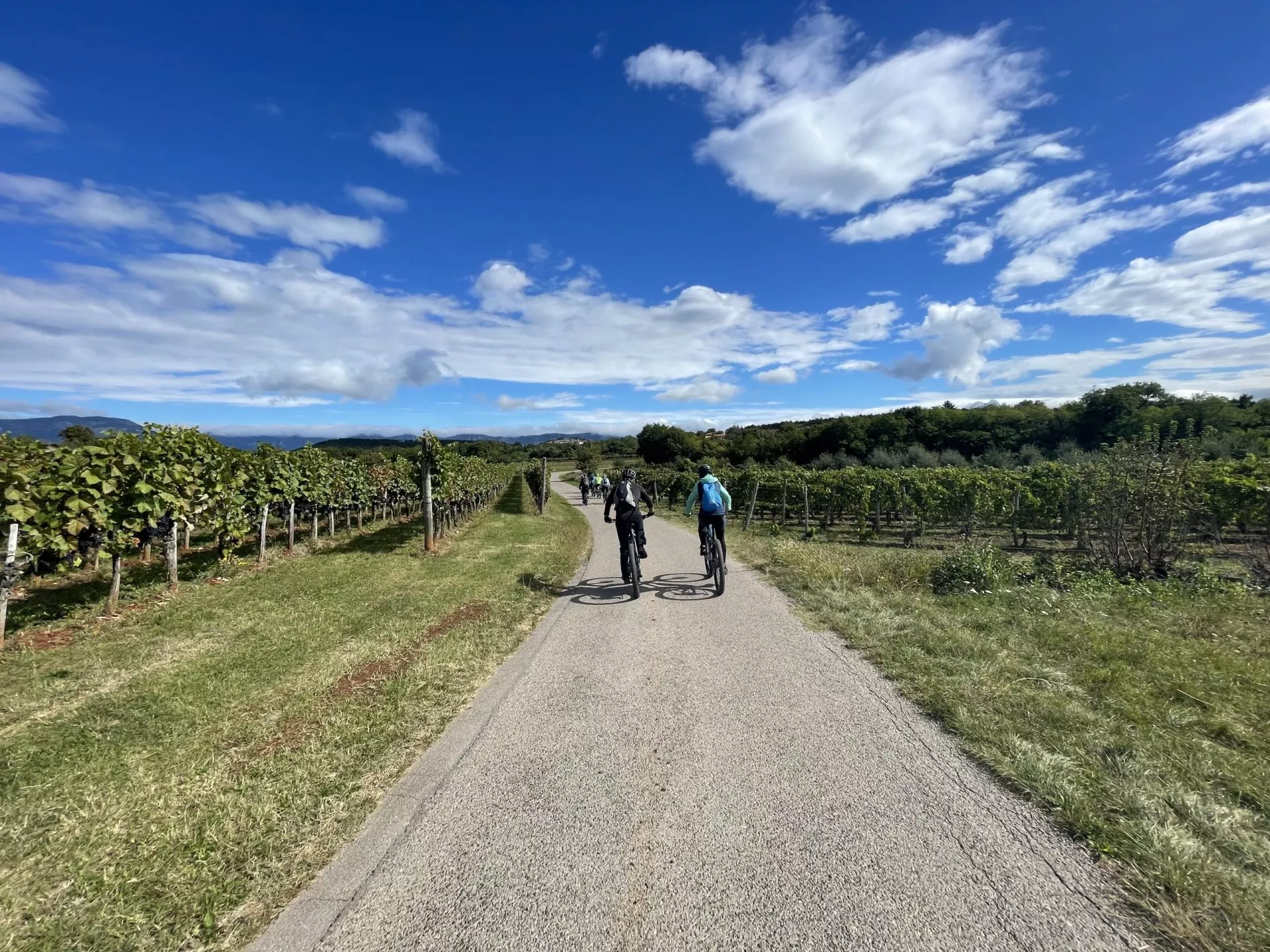 Lätt cykling genom vingårdarna